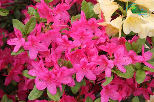 Azalia japońska Rosalind